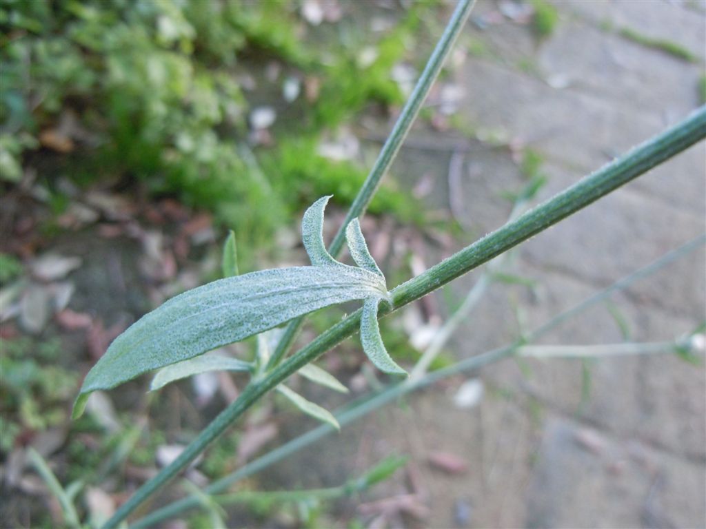 Centaurea deusta